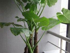 靜安新城龍茗路漕寶路七寶鎮(zhèn)綠植租賃租擺服務 打造都市綠色空間