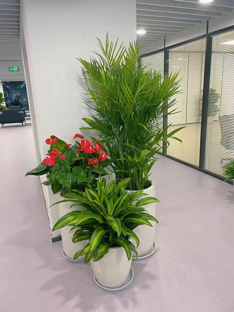 辦公室綠植租賃 花卉租擺提升企業環境與形象