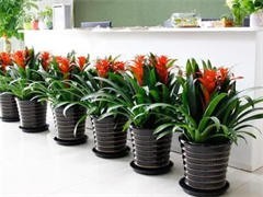 太原花卉綠植批發(fā)與租借服務(wù) 點(diǎn)亮城市綠意，便捷生活空間