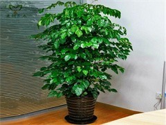 珠海綠植出租與花卉綠植租借 讓綠色常伴，為企業與生活增彩添色
