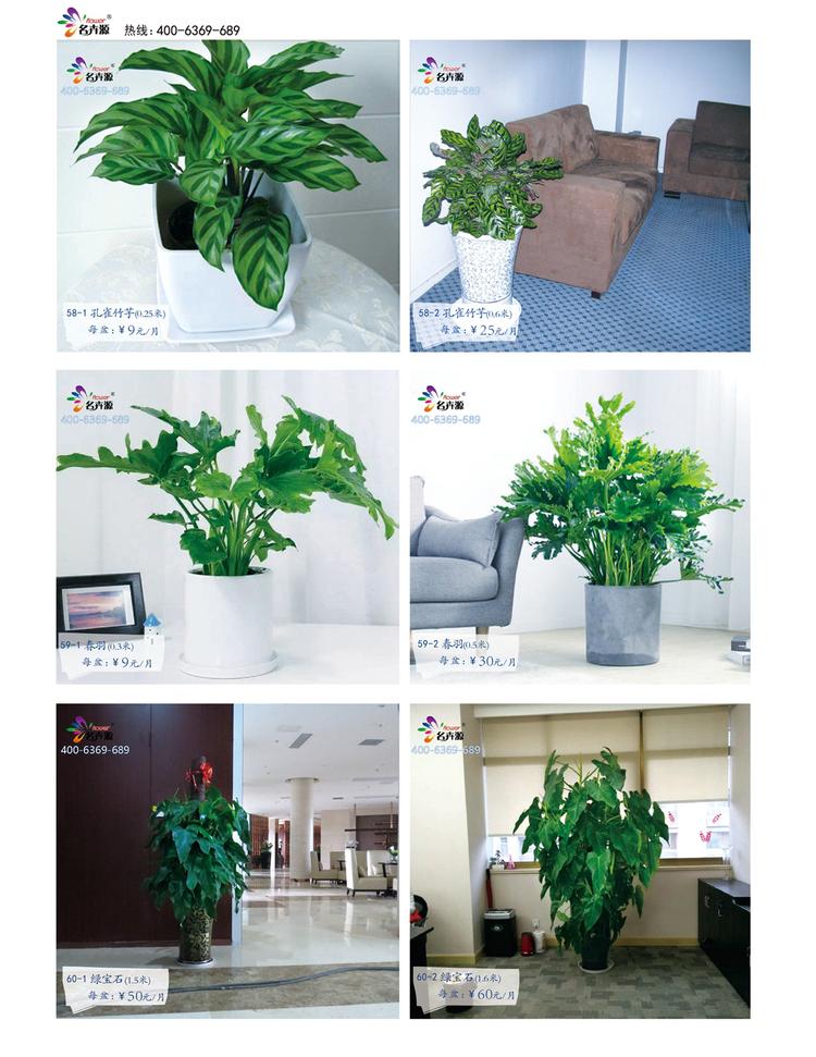 鄭州花卉綠植一站式服務 租賃與批發，價格優品種全