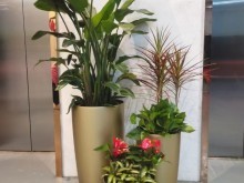北京花卉綠植租借服務 為城市生活增添一抹自然綠意