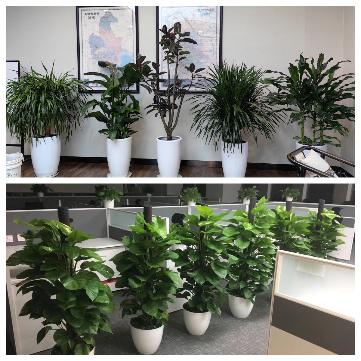 天津綠植租賃 讓花卉租擺為生活添生機(jī)