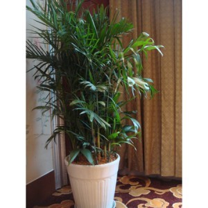 綠色便捷的園藝體驗(yàn) 花卉綠植租借服務(wù)