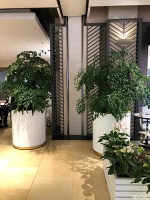辦公室酒店綠植租擺 租一隅綠意，聘自然入室