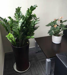 重慶綠植租擺 專業(yè)綠化養(yǎng)護(hù)與花卉盆栽租售服務(wù)解析